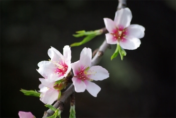 almond blossom La Palma Canary Islands SheilaMCrosby